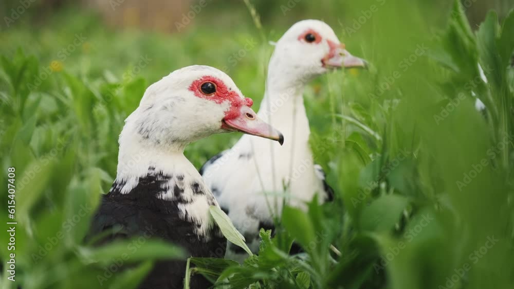 Duck farming. Close-up Muscovy ducks graze in the grass Duck farming. Close-up Muscovy ducks graze in the grass