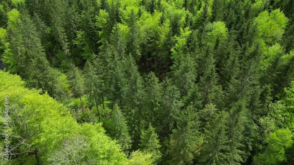 Aerial view of lush green Alpine trees in Switzerland forest Aerial view of lush green Alpine trees in Switzerland forest