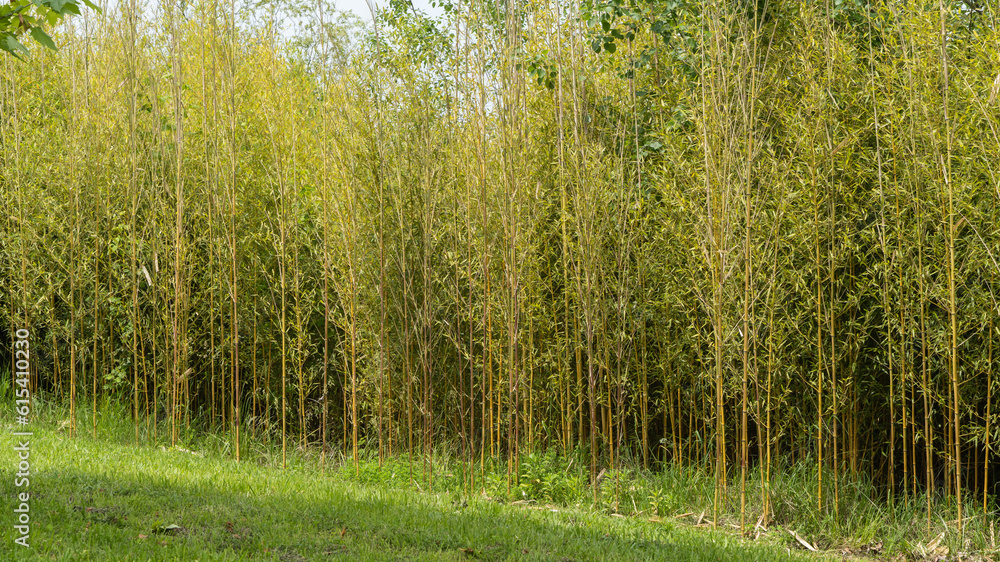 Evergreen graceful plant against bright blue sky. Bamboo thickets Phyllostachys aureosulcata are located inornithological park in Sirius. Sochi. Nature concept for design Evergreen graceful plant against bright blue sky. Bamboo thickets Phyllostachys aureosulcata are located inornithological park in Sirius. Sochi. Nature concept for design