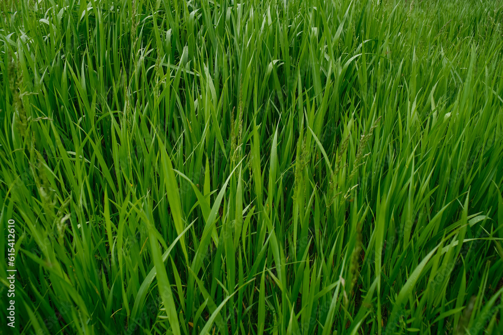 Green grass background. Green grass with bokeh. Green grass background. Green grass with bokeh.
