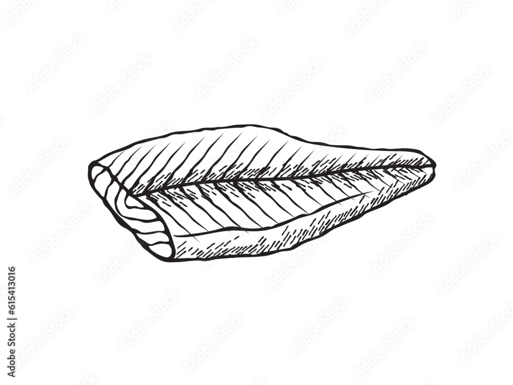 Fototapeta premium Vector illustration of a salmon fillet in black and white sketch style