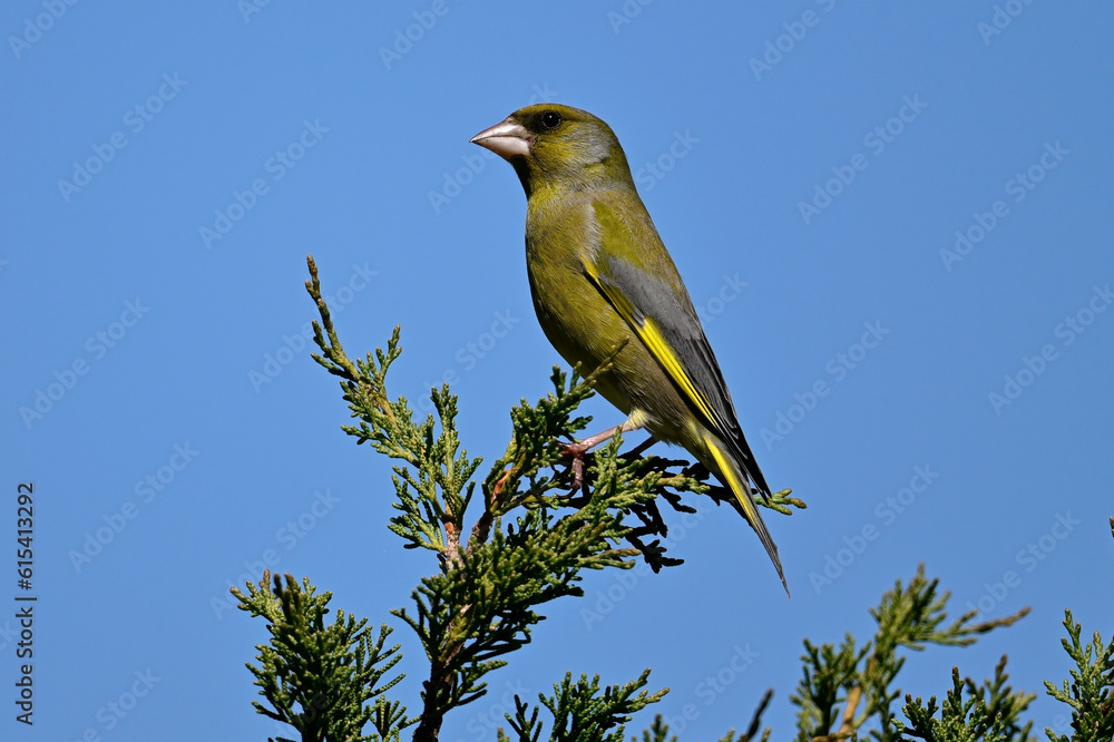 European greenfinch // Grünfink (Chloris chloris) European greenfinch // Grünfink (Chloris chloris)