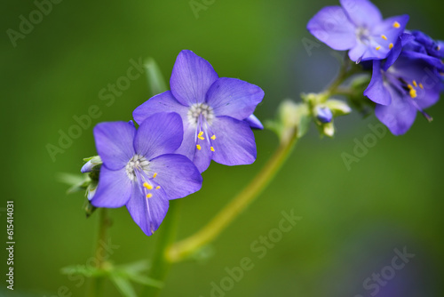 Close up of a Polemonium caeruleum flower (Jacobs ladder) in bloom on a natural background. Selective focus.
