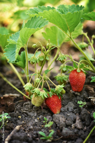 Ripe and green organic strawberry bush in the garden close up. Growing a crop of natural strawberries on farm.