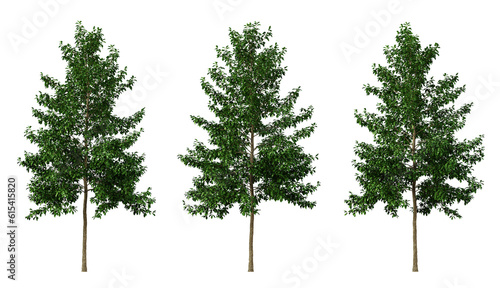 Green tree nyssa sylvatica on transparent background, png plant, 3d render illustration. © Sandy