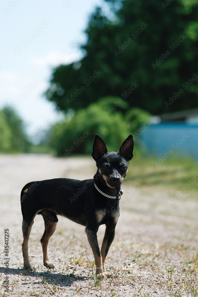 Black toy terrier on green grass.