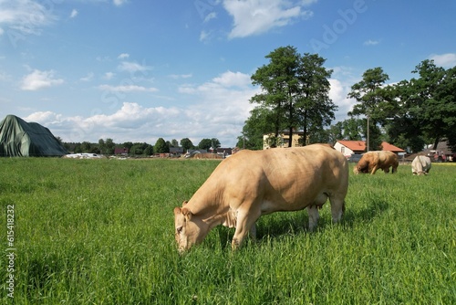 Krowa na wsi