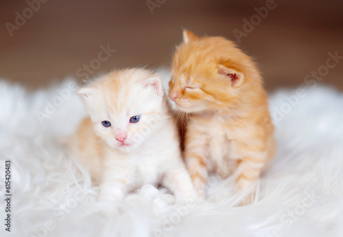 two little cute ginger kittens © lavju83