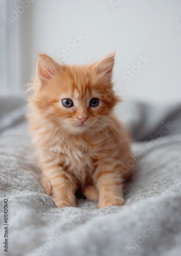 Cute Ginger Kittens on fur blanket. Concept of Happy Adorable Cat Pets