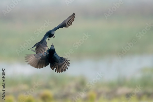 Birds of Bangladesh birds  from satchori National park, sylhet, bangladesh
