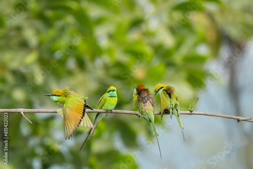 Birds of Bangladesh birds  from satchori National park, sylhet, bangladesh
 photo