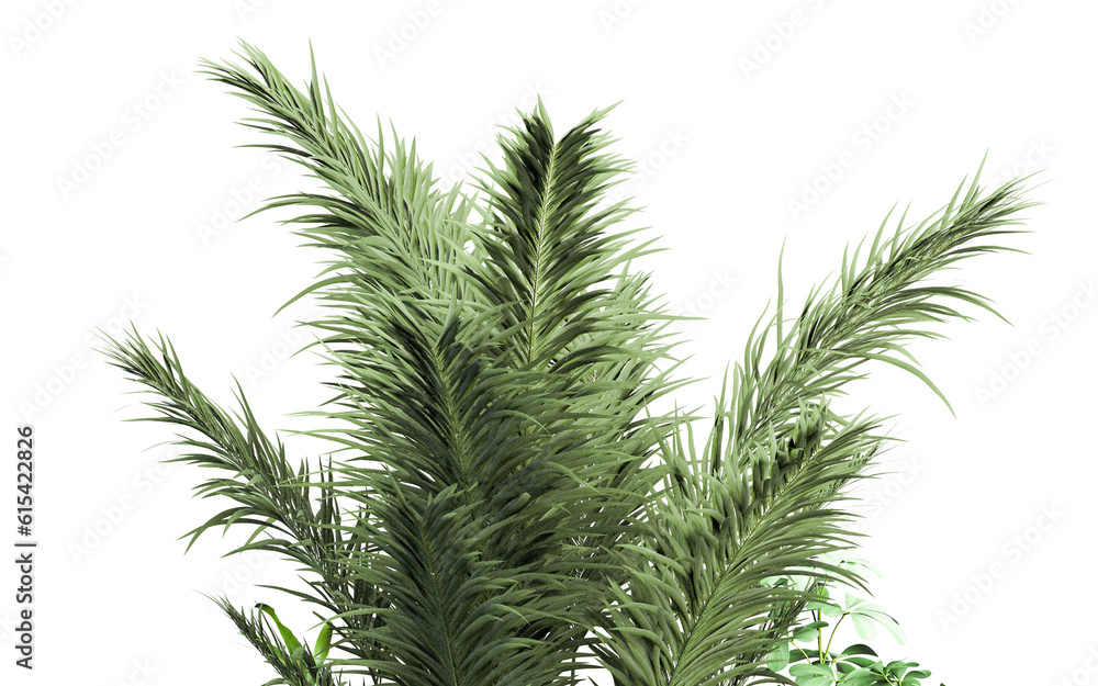 tree isolated on white tree isolated on white