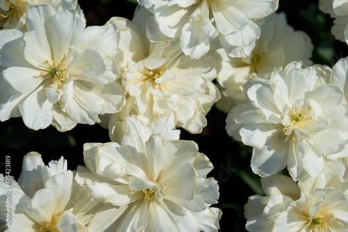 Beautiful white flowers background, close-up