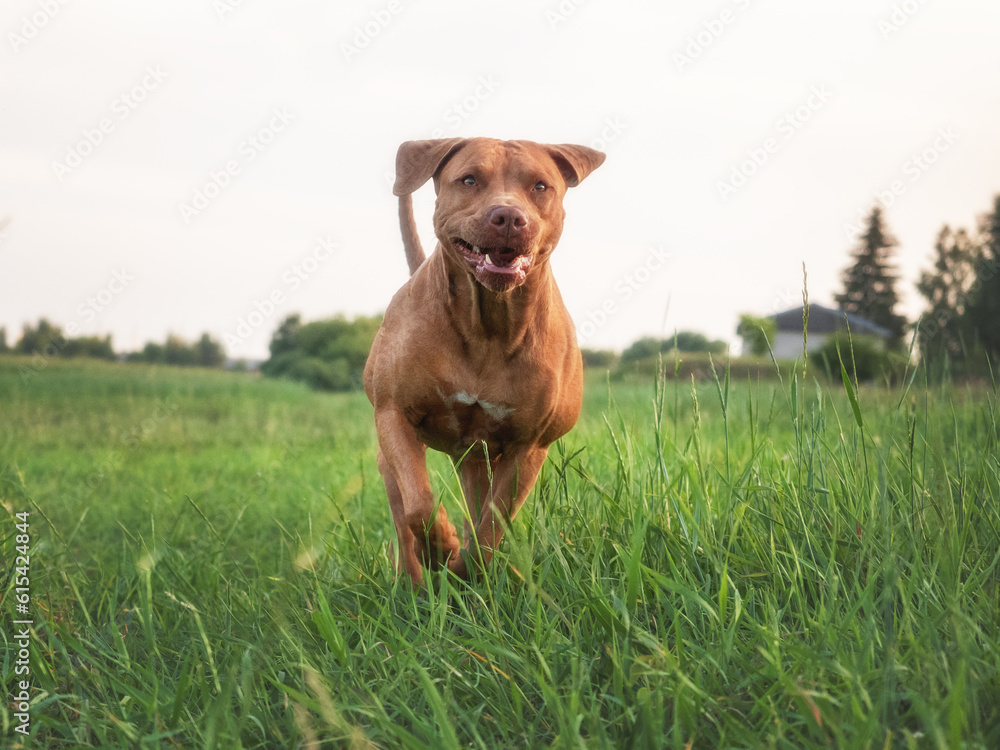 Cute dog runs through the meadow in green grass against the background of trees. Closeup, outdoors. Day light. Concept of care, education, obedience training and raising pets