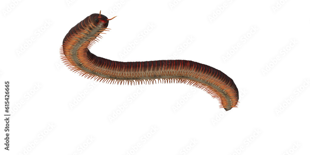 Millipede isolated on a Transparent Background Millipede isolated on a Transparent Background