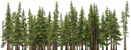 Photo fir tree forest conifers hq arch viz cutout, lens 200 mm 3d render plants