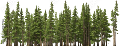 Panel kuchenny z motywem fir tree forest conifers hq arch viz cutout, lens 200 mm 3d render plants