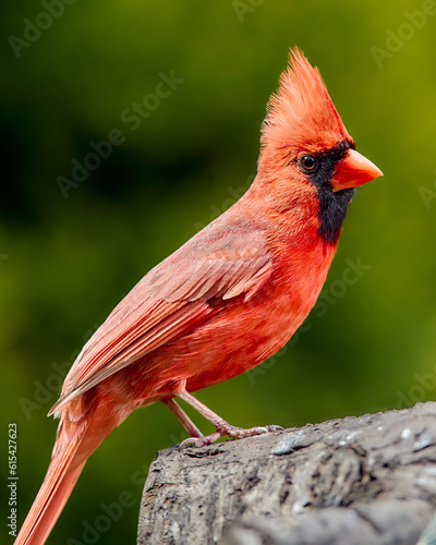 Male Northern Cardinal perched on a branch © Dana