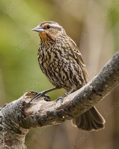 Red-Winged Blackbird perched on a branch