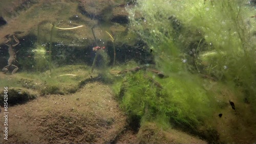 A frog, fish and tadpoles in a pond as aquatic plants release bubbles of gas. photo