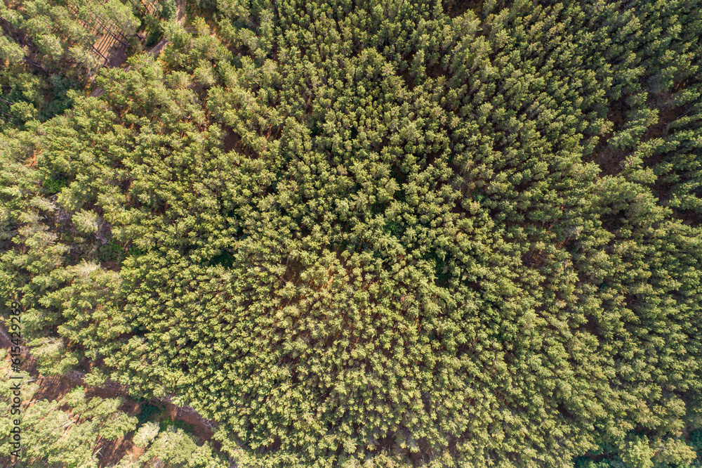zenithal aerial drone view of a pine forest zenithal aerial drone view of a pine forest
