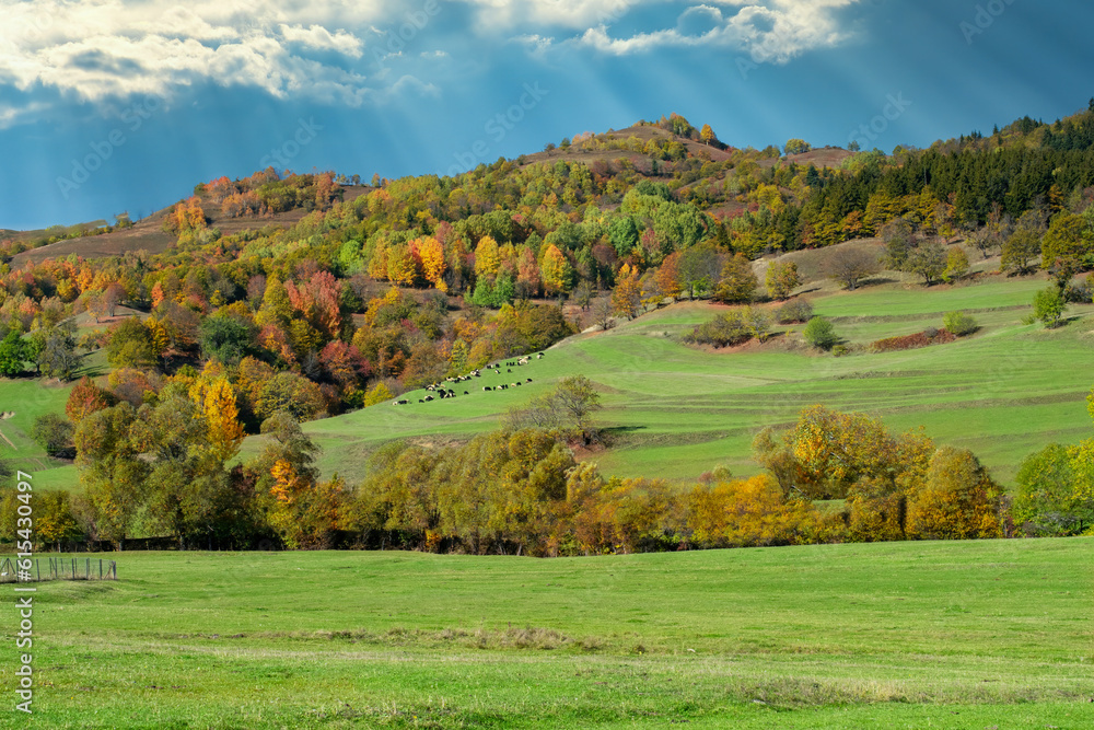 Fototapeta premium Lambs and goats grazing in meadows around Savsat Plateau in Artvin. Lambs and goats grazing in autumn.