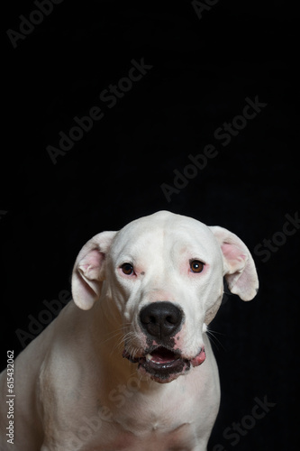 Studio Porträt eines Dogo Argentino © Heidi Bollich