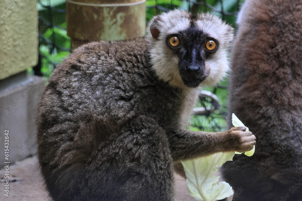 Fototapeta premium ブラウンキツネザル