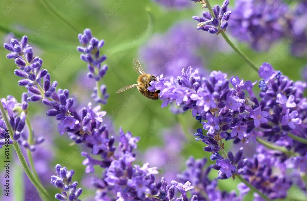 Bee and lavender flower in the meadow Bee and lavender flower in the meadow