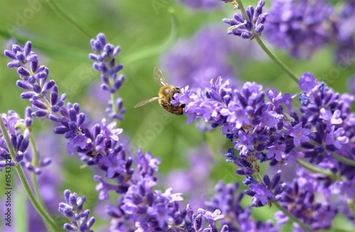 Bee and lavender flower in the meadow