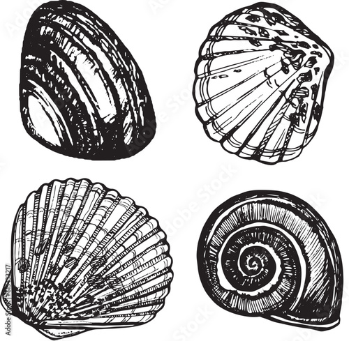 Nautical set, collection of shells, clam. Black and white hand-drawn graphics translated into vector. The illustration is intended for design, packaging, prints, stickers, posters, postcards