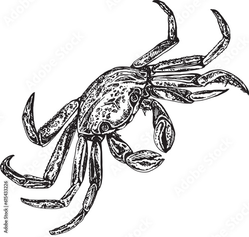 Illustration in black and white graphics sea crab isolated on white background. Hand drawing translated into vector. Designed for design, printing on fabric, packaging for prints, stickers, posters