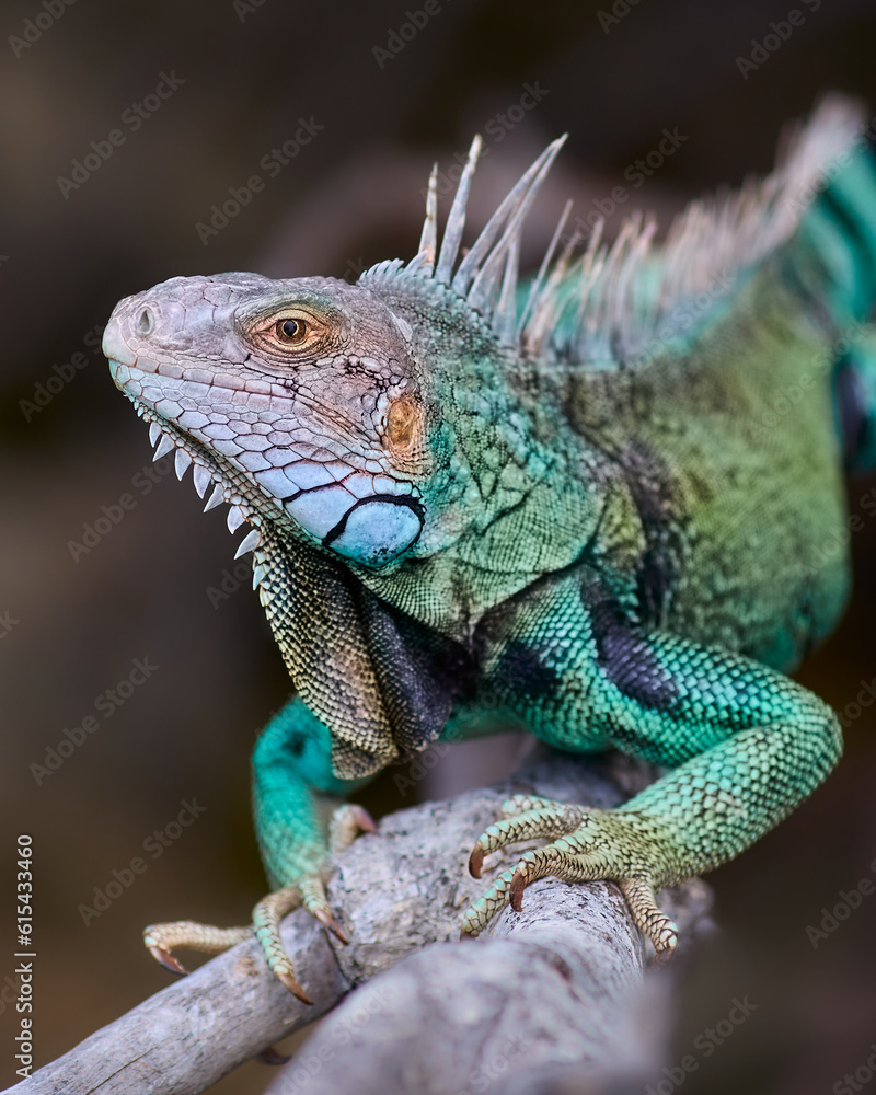Iguana on a rock Iguana on a rock