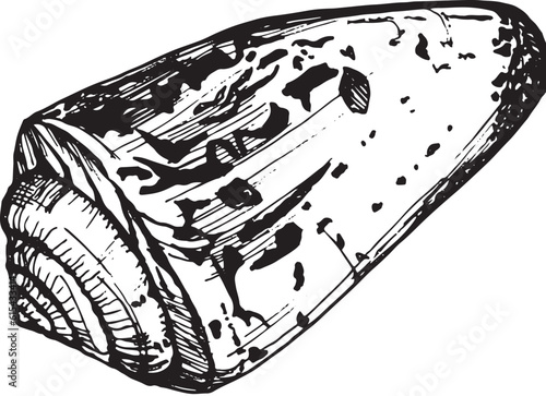 Illustration in black and white graphics shell isolated. Hand-drawn translated into vector. Designed for design, printing on fabric, packaging for prints, stickers, posters, postcards