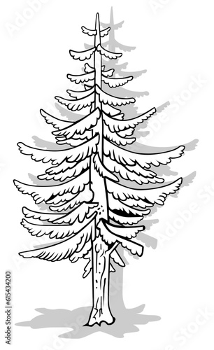 Drawing of a Tall Coniferous Tree