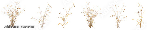 Set of dead plant and dry grass with isolated on transparent background. PNG file, 3D rendering illustration, Clip art and cut out