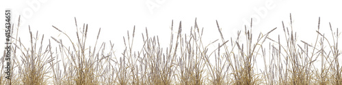 Dry grass field in nature, meadow in summer, Tropical forest isolated on transparent background - PNG file, 3D rendering illustration for create and design or etc