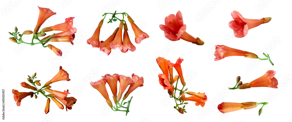 Fototapeta premium Cut out Campsis Radicans Flowers on white