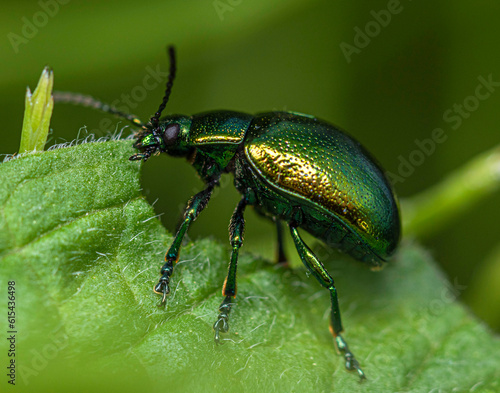 A small shiny green leaf cutter beetle eats a mint leaf. © Alex