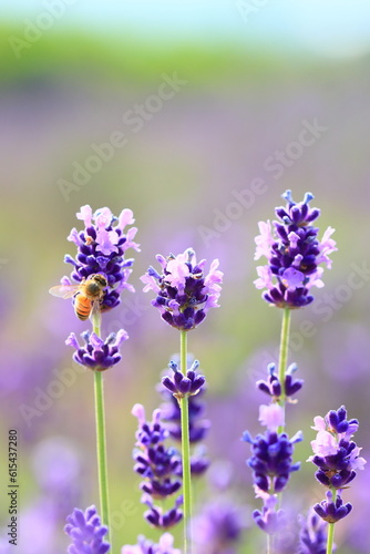 honey bee and lavender flowers