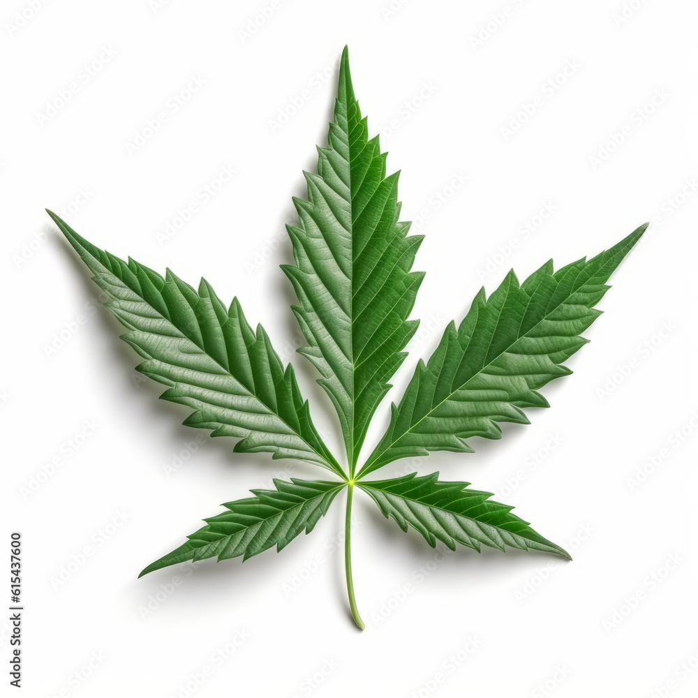 Marijuana cannabis leaf isolated on a plain white background Marijuana cannabis leaf isolated on a plain white background