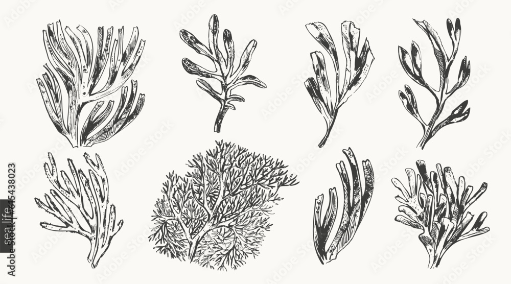Black ink sketch of seaweed and corals