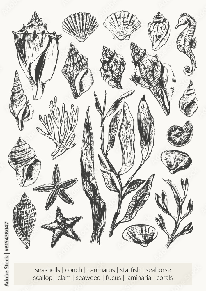 Black ink sketch of seashells, seaweed, corals, starfish, seahorse Black ink sketch of seashells, seaweed, corals, starfish, seahorse