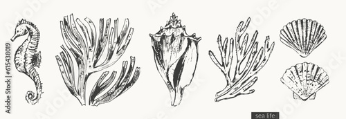 Black ink sketch of seashells, seaweed, corals, seahorse