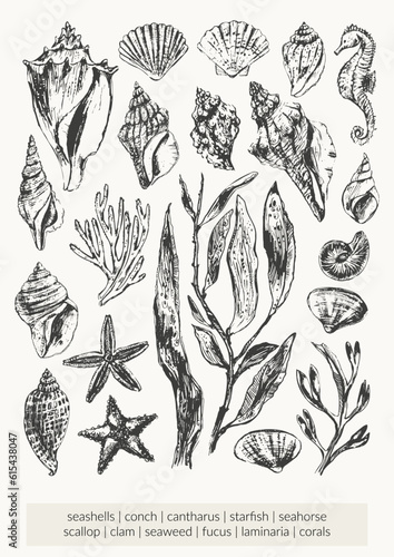 Black ink sketch of seashells, seaweed, corals, starfish, seahorse
