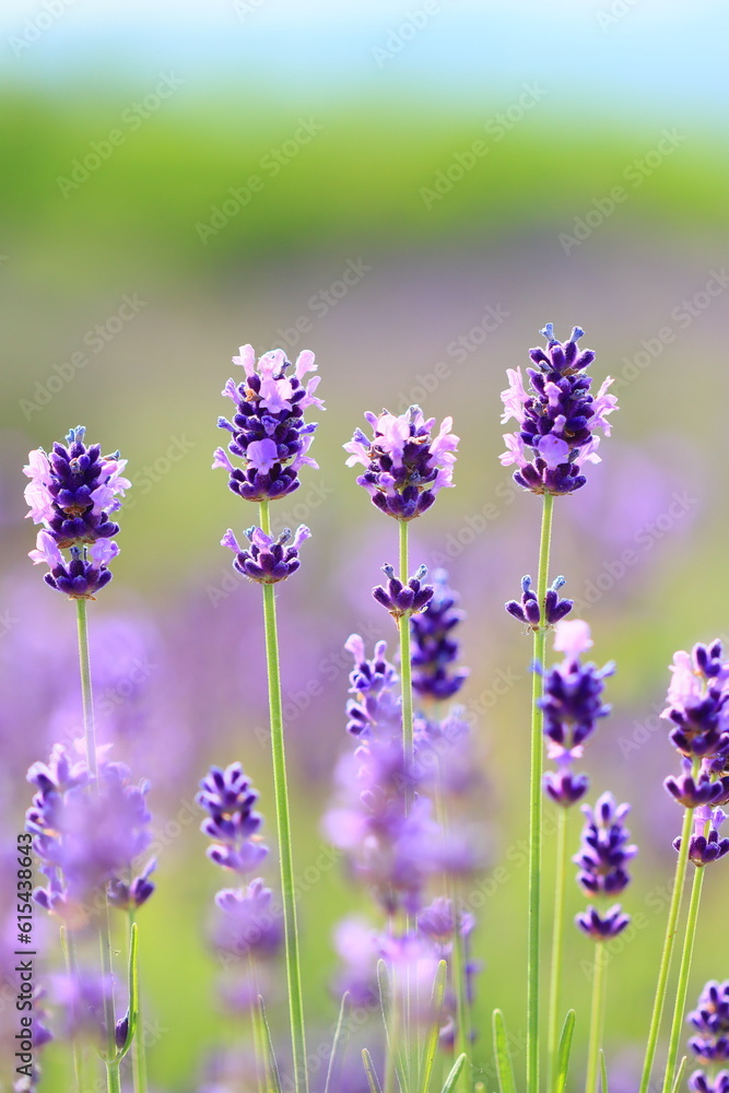 lavender flowers in the garden lavender flowers in the garden