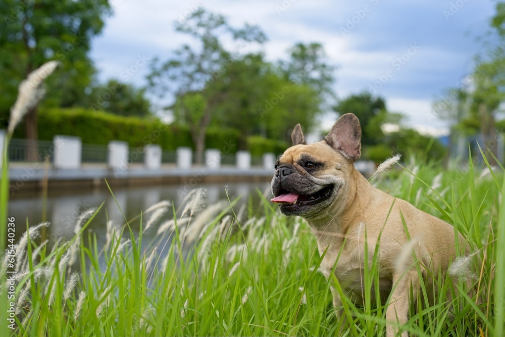 Fototapeta premium dog on the grass