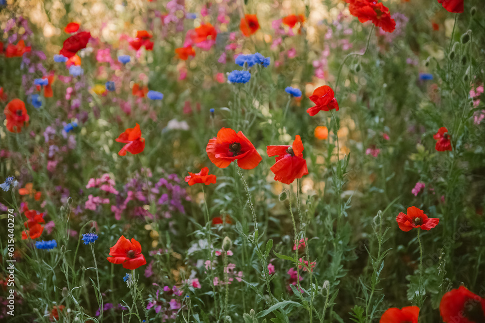 Obraz premium Wildflowers