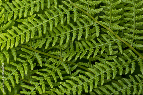 Texture of green fern leaves superimposed on each other.