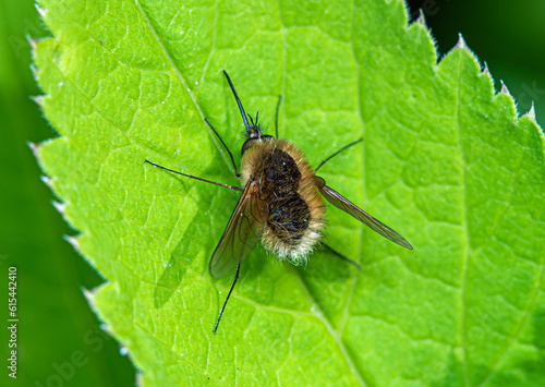 A small fluffy fly Bombyliidae sits on a green leaf.